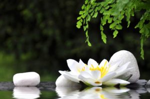 Yoga Modena Armonia Nuovi Corsi Nuovi Corsi Yoga Modena Armonia