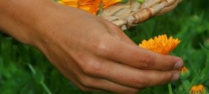 yoga modena meditazione alimentazione fitoalimurgia yoga modena meditazione alimentazione fitoalimurgia